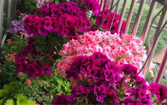 秋天插了就能活的花，插多少活多少，几天就生根