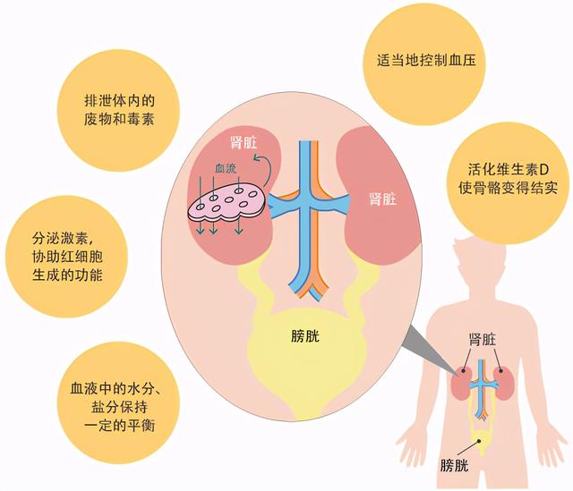 早期肾癌90%治愈，别等到有症状看病，死亡率居泌尿系肿瘤之首