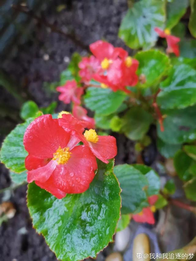 长寿花|12种懒人花，一年四季都能开，阳台养花必备