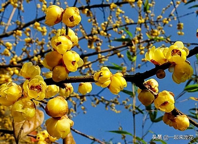 11月种上4种花，耐寒又好养，现在养几盆，不愁冬天没花赏