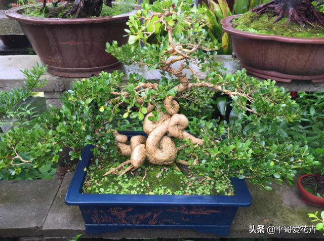 4种花很独特，容易打造“老桩盆景”，被当成“传家宝”，喜欢吗