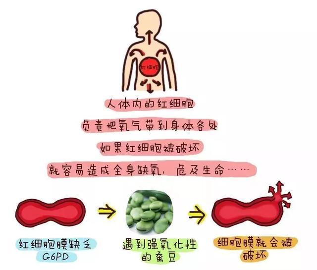 [超级宝妈]4岁男孩吃了两口、抢救两个礼拜！这道最常见的菜，有的人不能吃