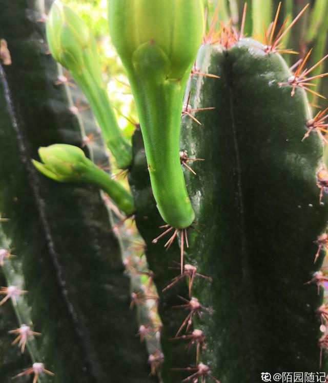 家里的花招了蚧壳虫，橄榄油加洗洁精，给花喷点效果好