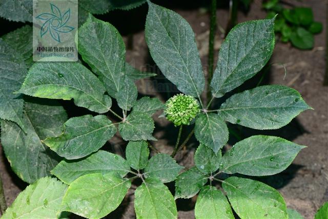 神农本草图经，薯蓣 菊花 甘草 人参 石斛 石龙芮