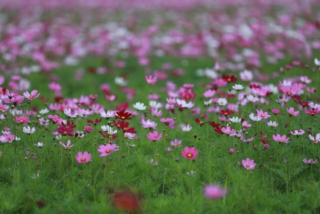 #约吗旅行#花又开好了!海盐开发区百亩花田盛情绽放