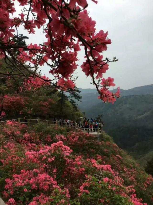 「世界那么大」武汉黄陂木兰八景之一的木兰云雾山，3月底到4月中旬杜鹃花开正盛