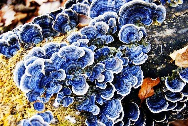 神农本草图经 青芝 赤芝 黄芝 白芝 黑芝 赤箭 茯苓 松脂