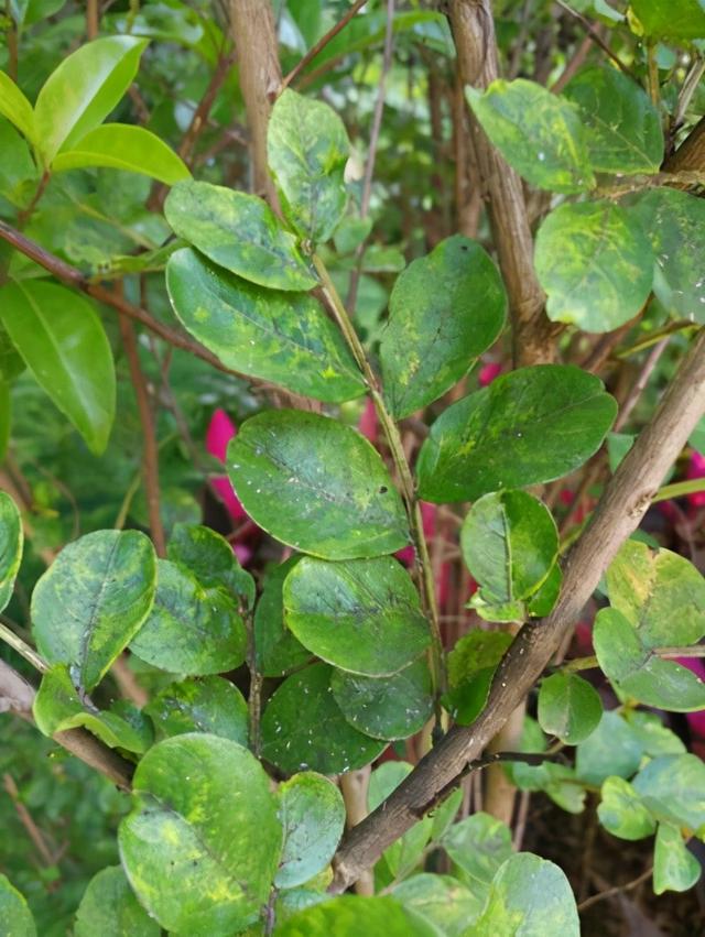 6种易遭真菌迫害的植物，有这几种花的，平时养护可得注意了