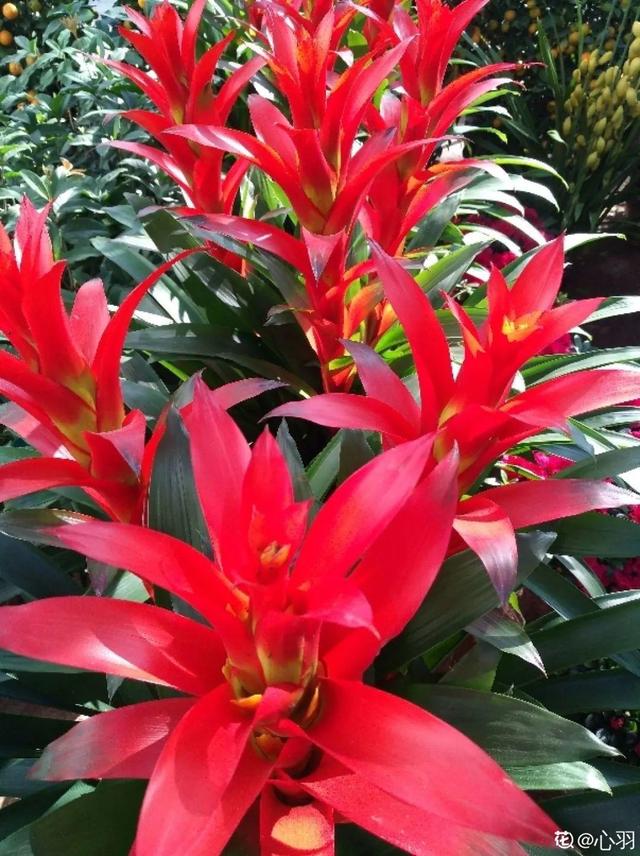 逛花市去捡漏，买了一堆长寿花，拿回来竟然全活了