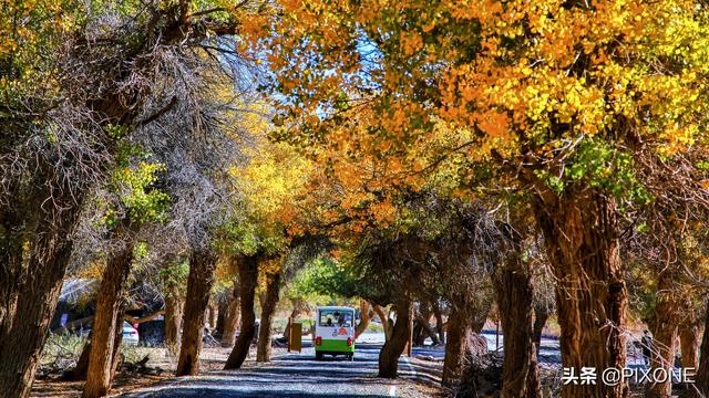 「旅行百事通」远古胡杨沧桑千年，邂逅大漠胡杨，遇见人间秘境