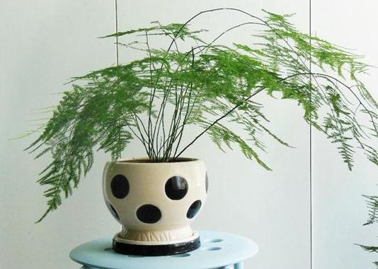 如何刺激文竹疯长侧芽？抓住4个关键点，春末可多养好几盆