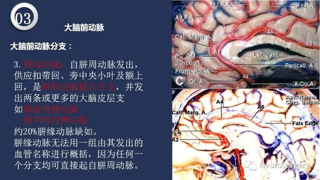 头颈动脉系统相关解剖