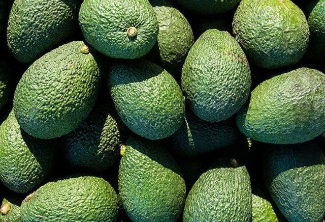 牛油果|名气很大的健康养生食物牛油果 其真实效果如何