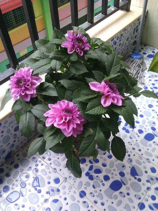 一种听名字很土气的花，开花却是拳头大，盆栽养护更注重方法