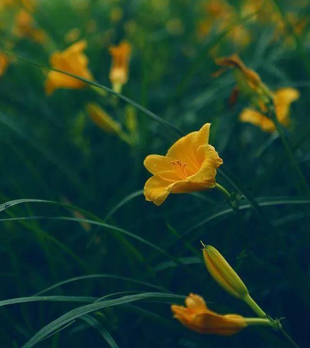 地被花卉篇——雨水花园里的植物们