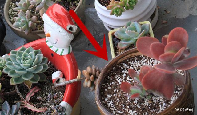 唐印，从绿得像菜，到红得真萌