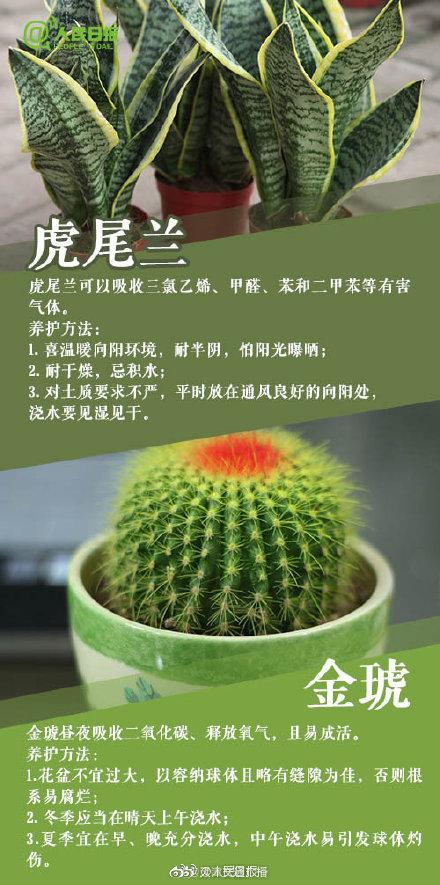 植物|家里常养这些植物，好看又有利健康