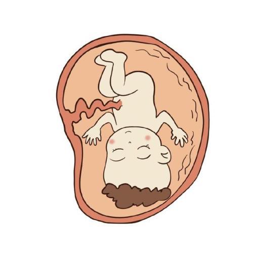 「你的育儿经」孕妈孕期请做好这四件事情，避免对胎儿智力发育造成影响，请关注