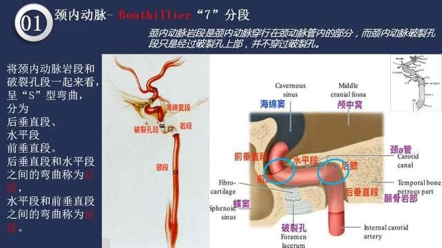 头颈动脉系统相关解剖