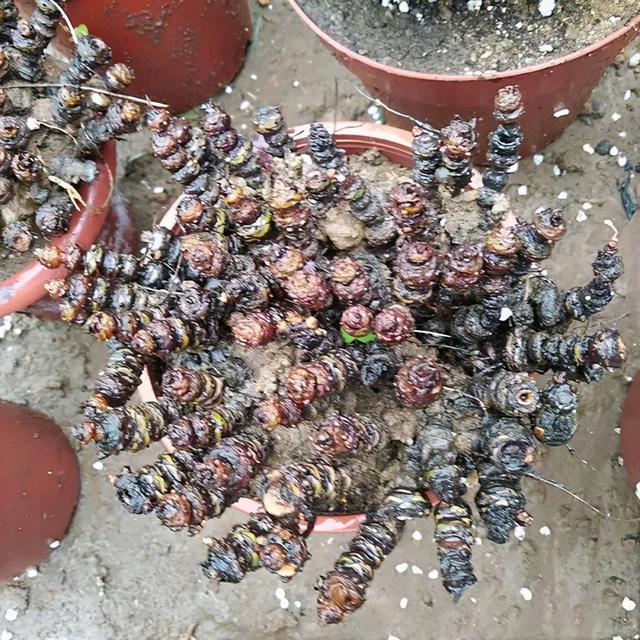 路边野草，种盆里变成值钱盆景，超好养还好看