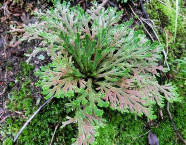 3种普通的“小草”，也能养成美观小盆景，精致小巧生机盎然