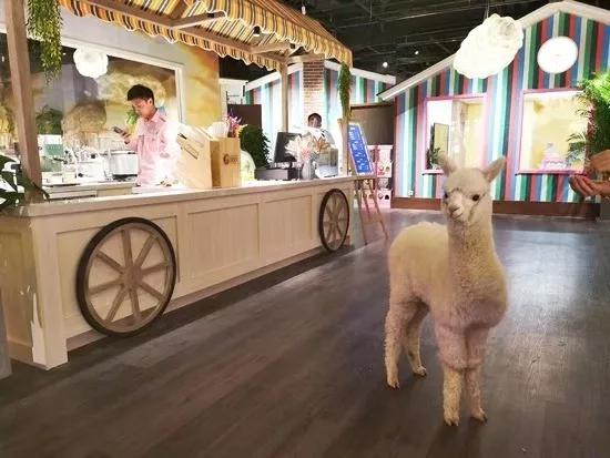 「玩乐足迹」北京首家室内动物园 · 和羊驼浣熊一起玩