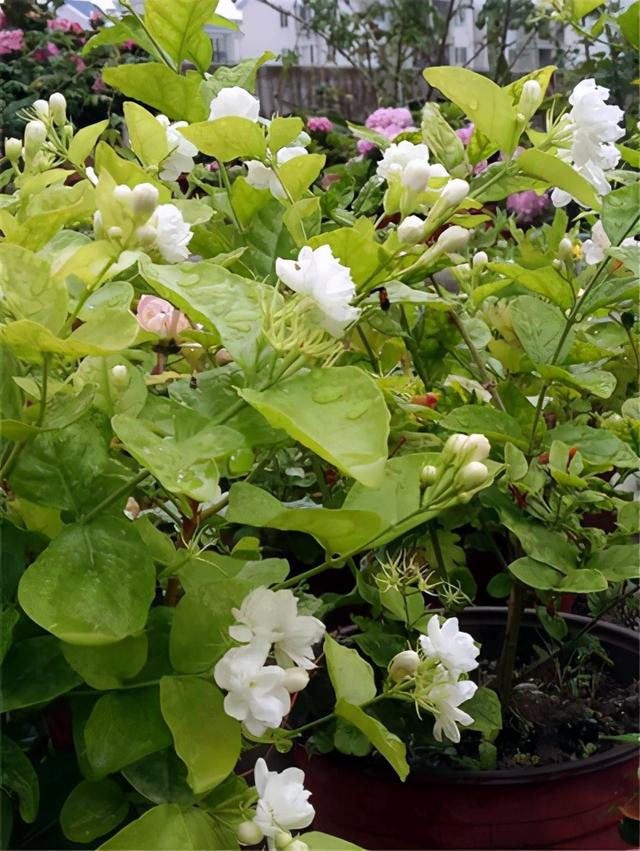 榜上有名的十种香花，每次开花香飘十里，看看你家养了几种？