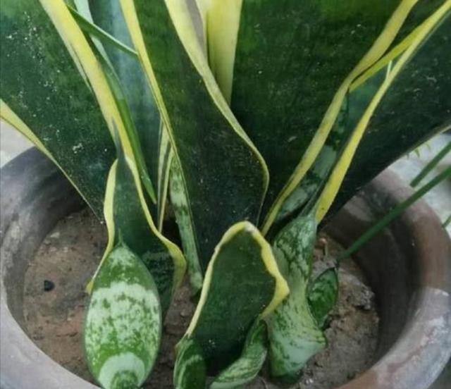 养虎皮兰，别只浇水，定期补上1种肥，新芽长满盆