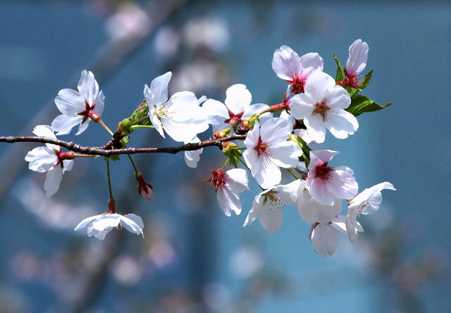 春分|节气｜春分赏花正当时