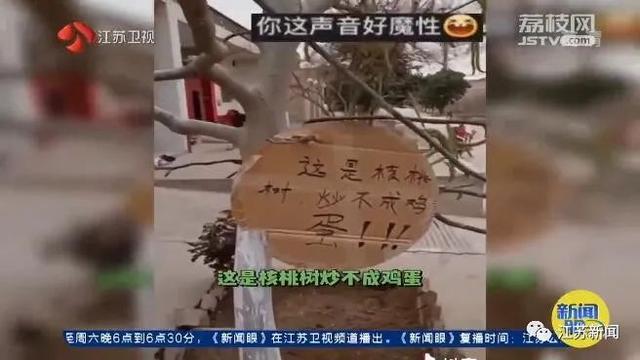 香椿|“这是核桃树，炒不成鸡蛋，看准看准千万看准！”