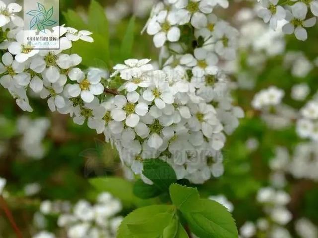 20种花境植物，瞬间提高你的花园逼格