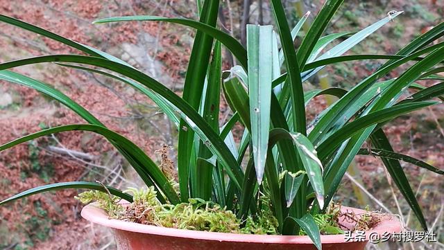 养兰花|种植兰花的盆面如何养苔藓？兰友：怪不得以前养不好兰花