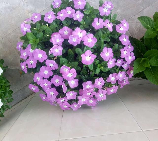 4种花“常年开放、有香味”，家里养1盆，年年有花看