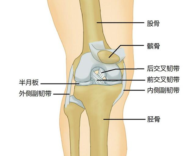 前交叉韧带|术后练角度越快越好吗？当然不是！专家为你揭秘三甲医院康复时间