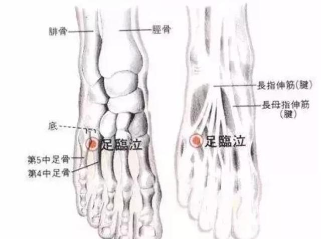 经穴之可疏肝利胆、消胀回乳的特效穴——足临泣！