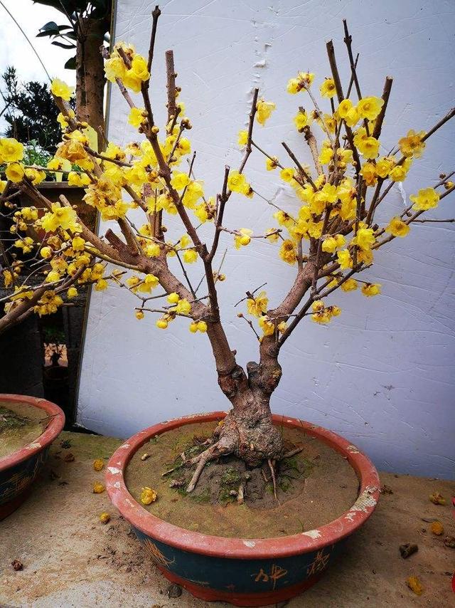 很耐寒的“四种花”，开花量大，生命力顽强，一棵陪伴一辈子