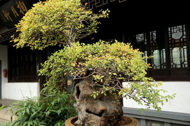 采掘回来的生桩，按照这5点来处理，成活率提升很高，快试试