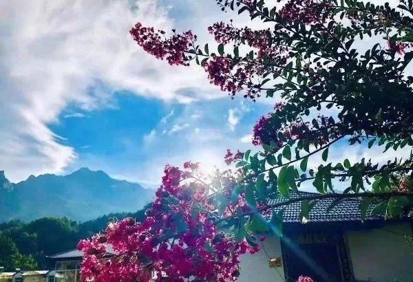 趣旅游▲栾川县陶湾镇变身“十里桃花”网红打卡地