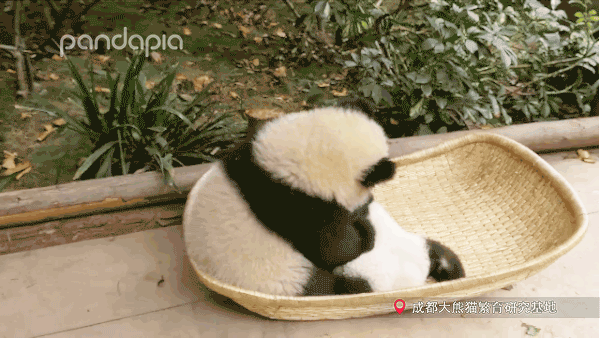 你的育儿经@抱娃有什么技巧，我怎么就抱不起来呢？