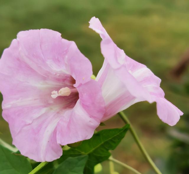 秋冬季节也有花赏，只要留心，也能欣赏到美丽花朵