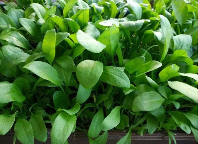 养花不如种菜，阳台种上4种菜，油绿漂亮，再冷不用出门买