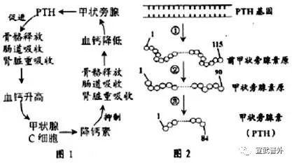 激素|反复骨折、泌尿系结石竟全是因为它