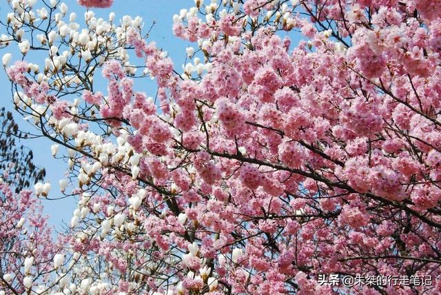 #趣旅游#园内3万多株樱花树 为世界三大赏樱胜地之一 最美花期却仅有七天