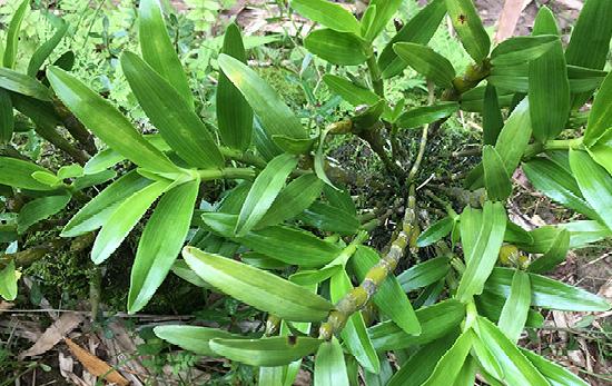 神农本草图经，薯蓣 菊花 甘草 人参 石斛 石龙芮