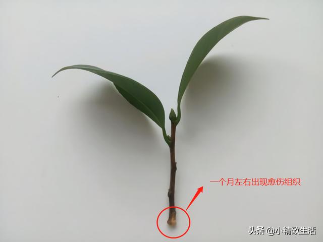 茶花|大神扦插茶花，多削了2刀，60天爆根，健壮均匀