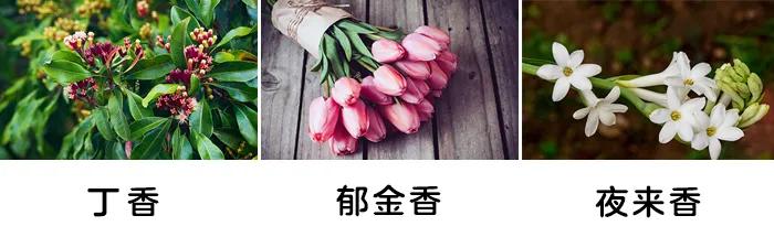 「你的育儿经」一盆绿植竟让孩子踏入“鬼门关”！这些植物有毒，别养