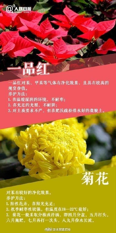 植物|家里常养这些植物，好看又有利健康