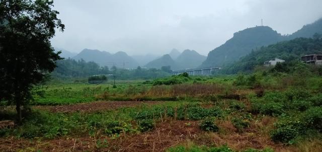 七绝 雨行清晨