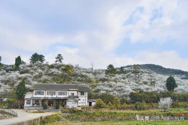 #旅行柚子君#云赏花 | 播州桃李石溪花开了!诗意般的画面,雪白一片~