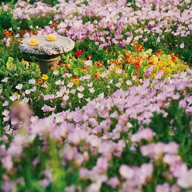 地被花卉篇——雨水花园里的植物们